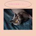 ピンク シンプル ねこ日記 写真 インスタグラムの投稿 (1)