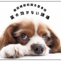 シンプル　はじめまして　自己紹介　犬　ペット Vlog　YouTubeサムネイル
