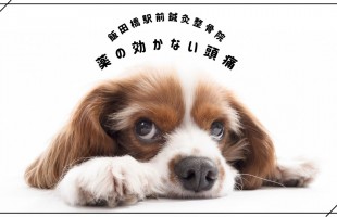 シンプル　はじめまして　自己紹介　犬　ペット Vlog　YouTubeサムネイル