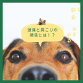 グリーン、イベント、犬、インスタグラム投稿 (1)