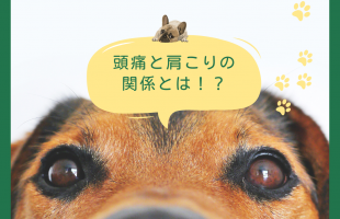グリーン、イベント、犬、インスタグラム投稿 (1)